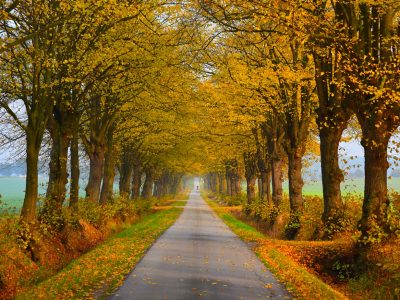 Allee im Herbst, Kühlungsborner Umland